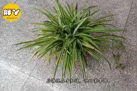 吊兰不要摆放在家里的3个地方，也许你家也有，回家拿掉视频封面