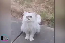 外国网友在家门外遇见一只奇怪的猫 感觉这个人类要危险视频封面