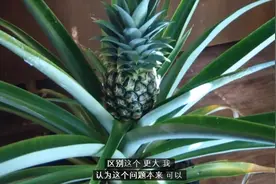北方怎么也种不出菠萝，老外加了一种东西菠萝长出来了视频封面