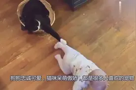 萨摩耶遇上了高冷猫，小萨心里苦啊，萨摩耶：你就不能陪我玩会