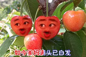 爆笑樱桃版《想念妈妈》，樱桃的表情太逗了！视频封面