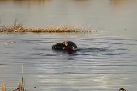 老鹰冲到水里捕食鸭子，这鸭子估计做梦也没想到老鹰敢下水吧！视频封面