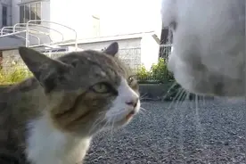 猫咪激情吵架！猫语八级才能听懂视频封面