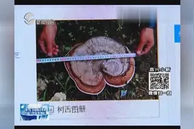 路边摘到野灵芝竟是树舌 拍卖行忽悠价值两百万视频封面