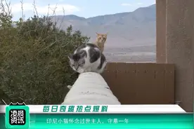 印尼小猫怀念过世主人，守墓一年还不离去