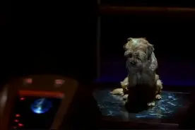 狗狗离开后主人好难过，为了让狗狗回来主人居然这么做