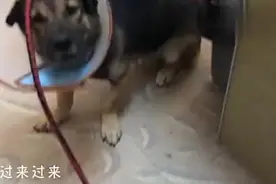 这只狗子戴上伊丽莎白圈后，秒怂！仿佛时间静止了！太萌啦～视频封面