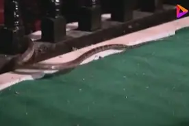 新婚夫妇喜床上突然出现一条蛇，新娘不让新郎打它，说有救命之恩视频封面