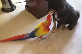 把鹦鹉和狗狗放在一起养会发生什么事？