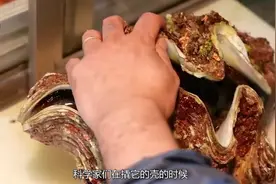 一只活了500岁的蛤蜊，却在实验室被弄死了，专家：为科学献身！