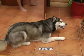 哈士奇作死闻猫咪屁股，然而下一秒就直接哭了，实在太臭了视频封面