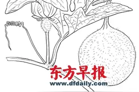 【药】木鳖子图片