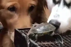 金毛和哈士奇商量考乌龟吃，它们的对话简直太逗