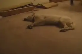 昏睡的狗狗做梦不停蹬腿，最后把自己蹬醒了，哈哈哈