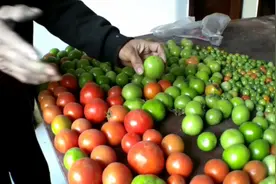 发青的西红柿不能吃千万别扔了，农民教大家养熟和储存办法视频封面