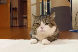 箱子里的maru视频封面