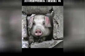 生命力最顽强的猪视频封面