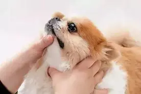 科普|如何给狗狗喂药？图片