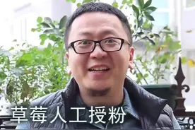 草莓种在屋里，没有昆虫授粉，怎么结果#抖音万物节生活美学专区视频封面