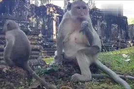 猴子喜欢吃植物的吗？它手里拿的是什么