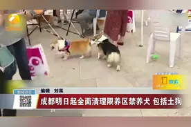 成都全面清理限养区22种烈性、大型禁养犬，包括藏獒、秋田、土狗视频封面