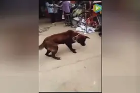 成精了！这只狗狗竟然跟着大妈学会了广场舞，小苹果