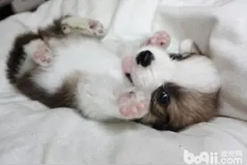 狗狗在被挠肚皮时为何会蹬腿图片