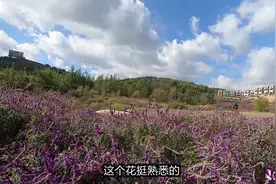 小哥游云南曲靖一个小镇，说是有千亩花海进去后感觉一般视频封面