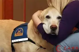 这只汪在火灾前救了整栋楼的人 自己却严重烧伤奄奄一息图片