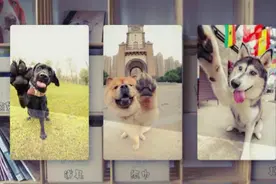 大叔拍狗10多年，拍过的都成了狗界明星，一招制服各种不听话汪