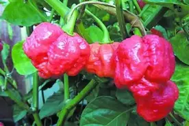 这种辣椒比朝天椒还辣300倍，舔一下你就成八戒了！图片