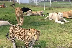 墨西哥“猛兽宠物”遭遗弃后安家动物收容所图片