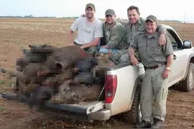 美国德州野兽泛滥 政府发枪鼓励捕杀图片