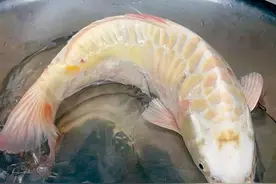 慈溪钓鱼爱好者在河边钓了一条怪鱼 浑身黄白色图片