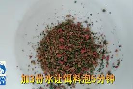 冬季野钓鲤鱼饵料搭配，此款饵料附钩性好上鱼快！视频封面