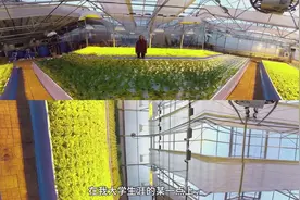 种菜时如何做到鱼菜共生？园艺达人教你窍门视频封面