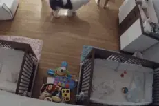 弟弟滚下床柜9岁哥哥闪电出手接住图片