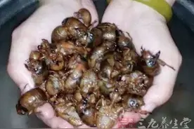 这一物好吃却易中毒你知道吗图片