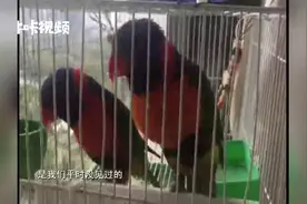 饲养吸蜜鹦鹉当宠物 涉嫌犯法浑然不知视频封面