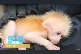 国家一级保护野生动物北豚尾猴幼崽，喝奶粉，萌的不要不要的视频封面