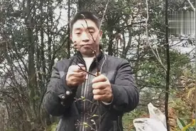 云南农村小伙大山里发现罕见野果，好吃极了，直接整颗砍下摘回家视频封面