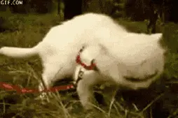 为了对抗寄生虫，自然界有哪些阴招？图片