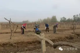 进农家 干农活 暖民心︱葡萄要冬眠 干部来帮忙图片