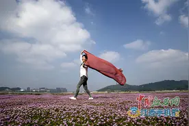 秋雨无情 鄱阳湖蓼子花遭摧残图片