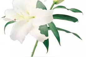 植物百科 | 不同场合要送不同的花图片