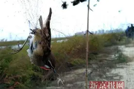 天津再现数千米捕鸟网 八成落网鸟儿死亡图片