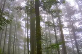 神农架金丝猴｜密林中的美丽邂逅图片