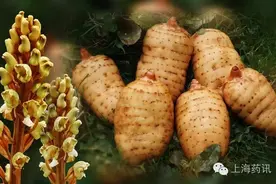 天麻，您用对了吗？图片