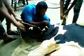 瘦瘦的牛妈无力产仔，开挂民族的兽医及时抢救助产，过程太揪心了图片