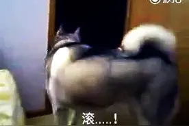 狗狗吃起醋来太萌了，主人抱了隔壁泰迪之后，这二哈完全不理主人图片